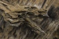 A closeup shot of a append old wooden tree texture