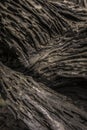 A closeup shot of a append old wooden tree texture