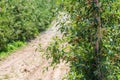 Closeup shot of an apple plantation royal gala on an agricultural land Royalty Free Stock Photo