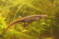 Closeup shot of an aquatic female alpine salamander, Ichthyosaura alpestris veluchiensis in water Royalty Free Stock Photo