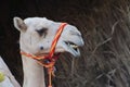 Closeup shot of an Arabian camel displaying its teeth. Royalty Free Stock Photo