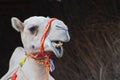 Closeup shot of an Arabian camel displaying its teeth. Royalty Free Stock Photo