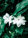 Closeup shot of Arabian jasmine flowers in a garden Royalty Free Stock Photo