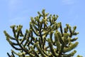 Closeup shot of araucaria chilena tree on blue sky background