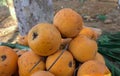 closeup shot of areca betel, areca nuts, Dandeli, India.