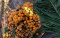 closeup shot of areca betel, areca nuts, Dandeli, India.