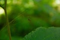 Closeup shot of Argyrodes Spider on green lead texture in the garden