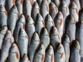 Closeup shot of an arranged pile of frozen fish at a seafood market