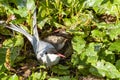 Closeup shot of a Artic tern with chick hiding amongst the vegetation, Farne islands Royalty Free Stock Photo