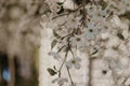 Closeup shot of artificial floral decorations with white flowers on branches Royalty Free Stock Photo