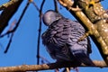 Closeup shot of an Ashy wood pigeon with lowered head sitting on the branch on a blue background