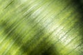 Closeup shot of an aspidistra leaf Royalty Free Stock Photo