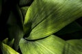 Closeup shot of aspidistra leaves Royalty Free Stock Photo