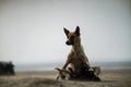 Closeup shot of an aspin dog