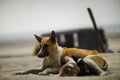 Closeup shot of an aspin dog