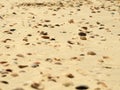 Closeup shot of assorted clams in a golden sand beach Royalty Free Stock Photo