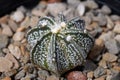 Closeup shot of an astrophytum cactus growing on rocks