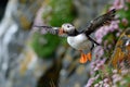 Closeup shot of an Atlantic puffin sflying with a blurred background.Generative Ai Royalty Free Stock Photo