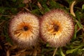 Closeup shot of an Australian banksia flowers Royalty Free Stock Photo