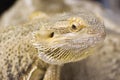 Closeup shot of an Australian Bearded Dragon - perfect for background