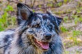 Closeup shot of an Australian Collie dog Royalty Free Stock Photo