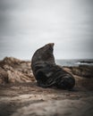 Closeup shot of an Australian fur seal resting on the stone Royalty Free Stock Photo