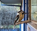 Closeup shot of Australian kookaburras waiting for supper outside the cookhouse