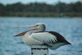 Closeup shot of an Australian Pelican resting on a post at Metung Victoria