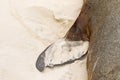 Closeup shot of Australian Sea Lion showing Anterior flippers on