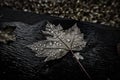 Closeup shot of an autumn maple leaf covered with dewdrops isolated on a wooden surface Royalty Free Stock Photo