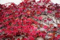 Closeup shot of autumn red leaves curling on a concrete wall