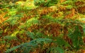 Closeup shot of autumnal leaves of ferns in the 100 Acre Woods Fareham in England