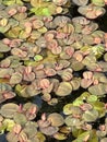 closeup shot of a Azolla plant Royalty Free Stock Photo