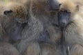 Closeup shot of baboons sleeping on each other with their eyes closed