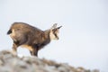 Closeup shot of a baby Chamois on the rocks Royalty Free Stock Photo