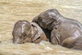 Closeup shot of baby elephants swimming in a pond