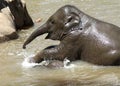 Closeup shot of baby elephants swimming in a pond