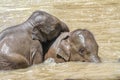 Closeup shot of baby elephants swimming in a pond