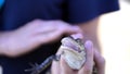 Closeup shot of a baby gator in the hands of a man