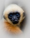 Closeup shot of a baby gibbon with captivating dark eyes looking at the camera