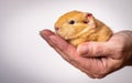 Closeup shot of a baby guinea pig in the palm of a person on a white background