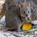 Closeup shot of a baby pademelon eating a leaf on the beach