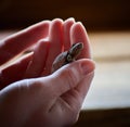 Closeup shot of a baby turtle in the palm of a person