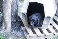 Closeup shot of a back labrador lying in his dog house outdoors