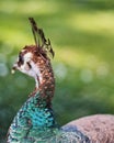 Closeup shot of the back of a peacock head Royalty Free Stock Photo