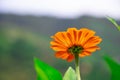 Closeup shot of the back side of the head of an orange Marigold flower and its stem Royalty Free Stock Photo