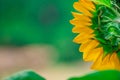 Closeup shot of the back side of the head of a sunflower with its bright yellow petals Royalty Free Stock Photo