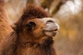 Closeup shot of a Bactrian camel against a blurry background. Camelus bactrianus. Royalty Free Stock Photo