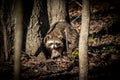 Closeup shot of Bahamian raccoon surrounded by woods standing and looking toward