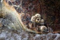 Closeup shot of balanuses on a carapace of Chelonia mydas underwater